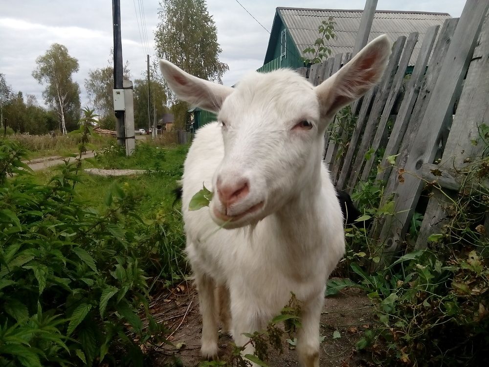 Моя соседка