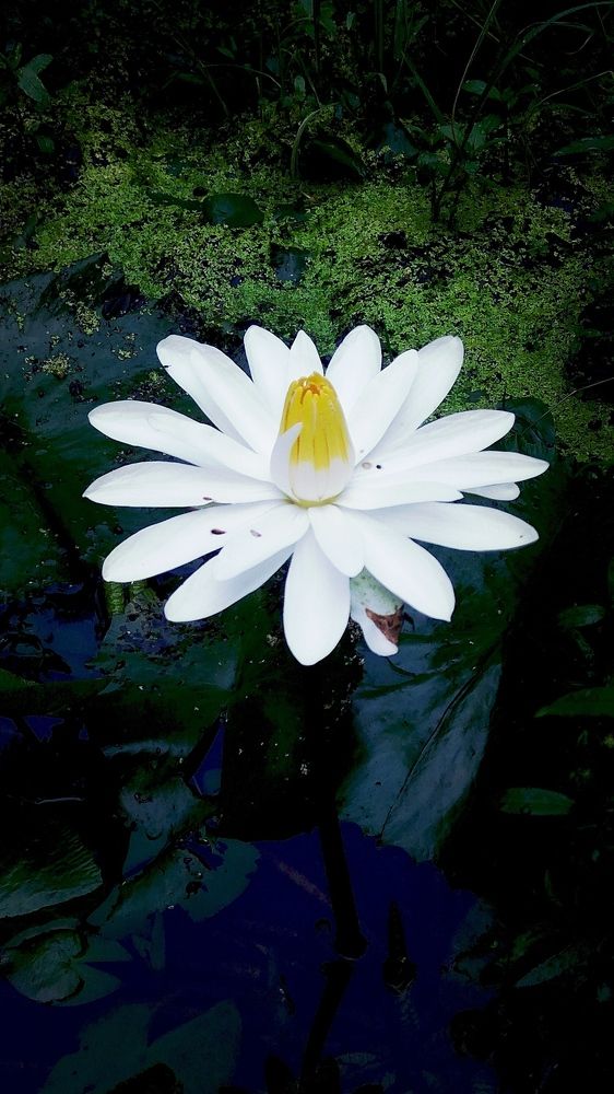 White Lotus