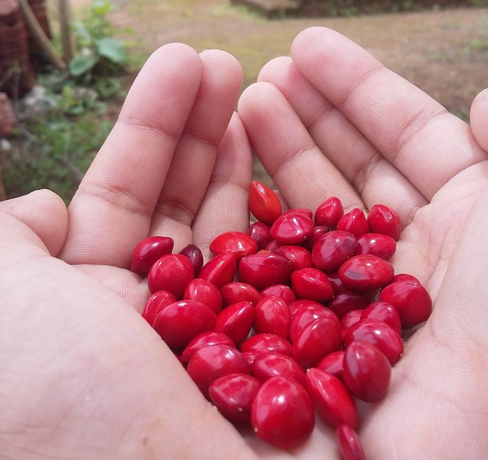 Manjadii