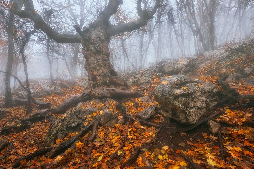 Хранитель леса