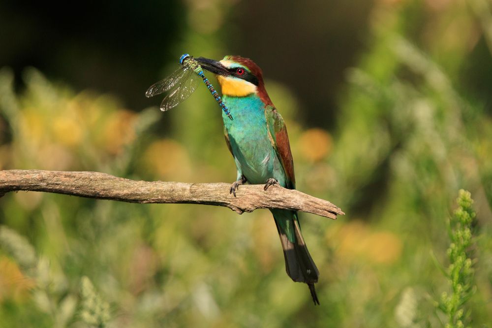 The European bee-eater