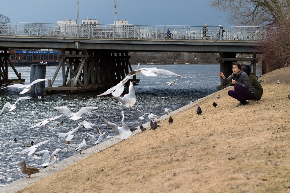 Кормление чаек