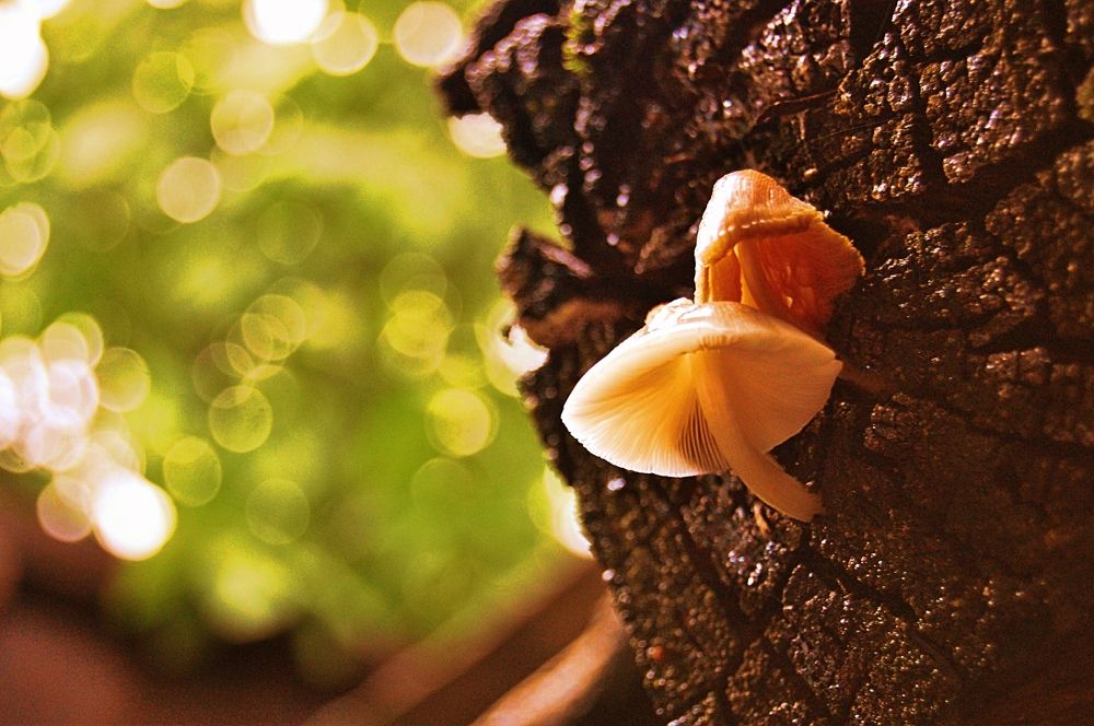 Взяли и выросли