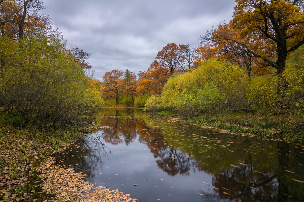 Осенняя дубрава