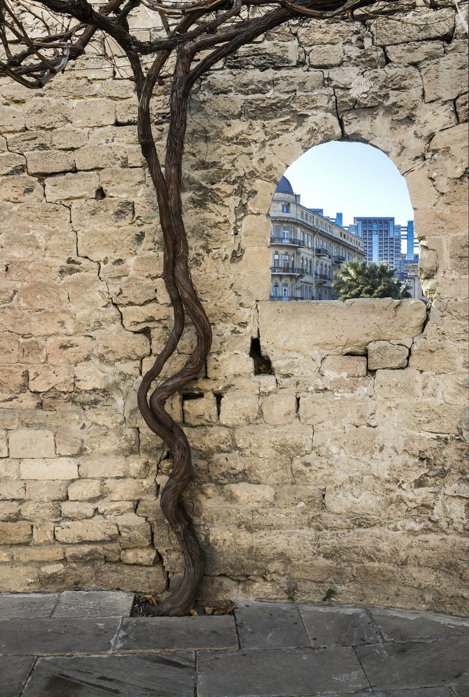 Виноградная лоза