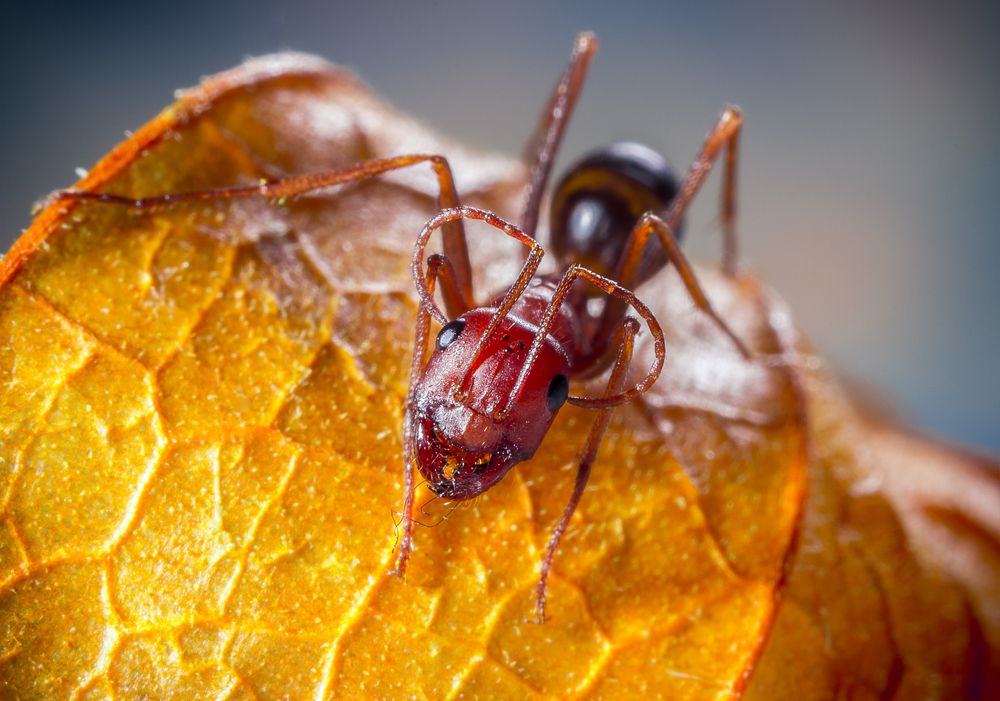 Когда чувствуешь себя задорным муфлоном