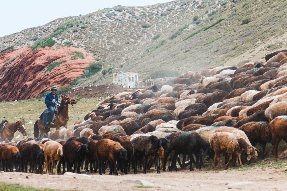 Утро чабана