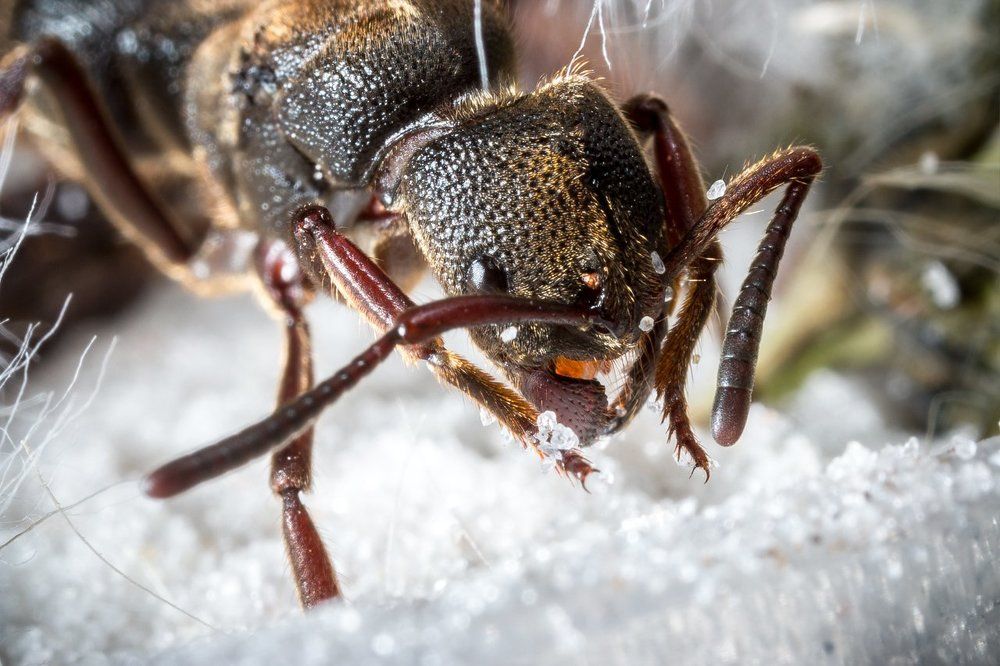 Пожарников вызывали?