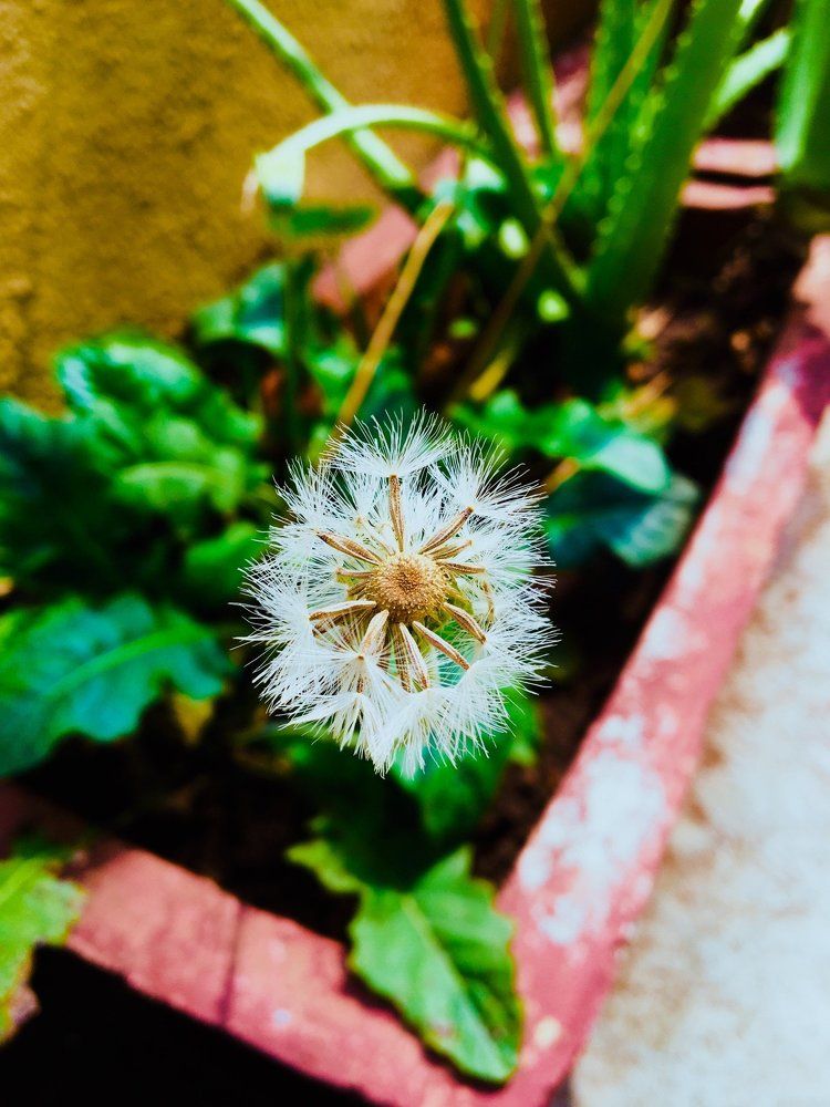 Flower