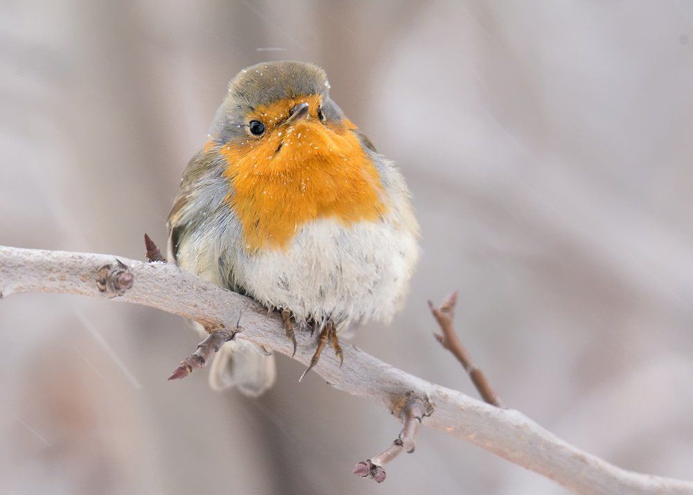 Я остаюсь...