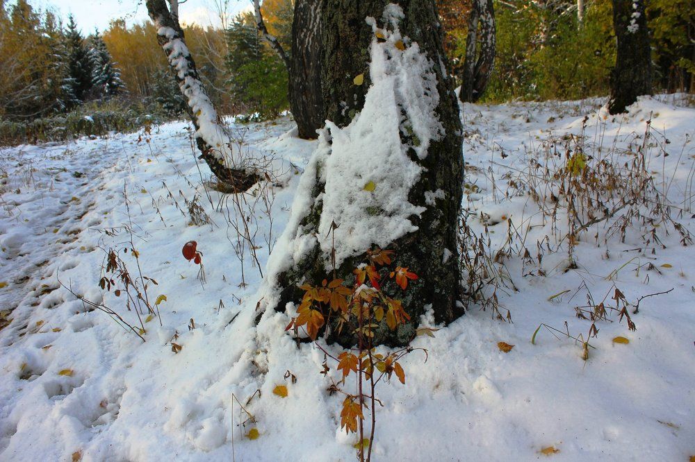 Снег в осеннем лесопарке.