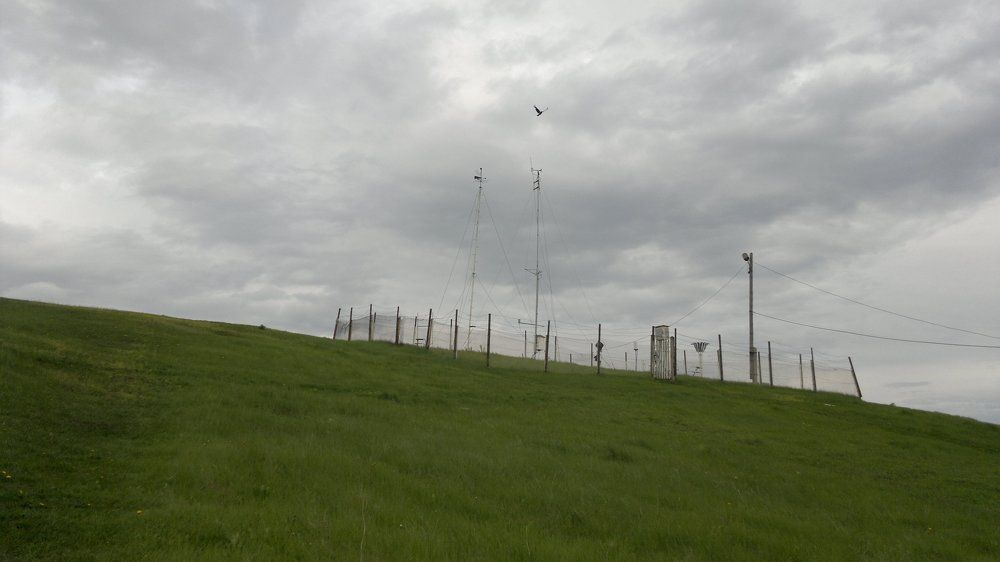 Птица на окраине города  / A bird on the outskirts of the city