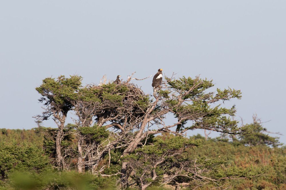 Пополнение в семействе Белоплечих