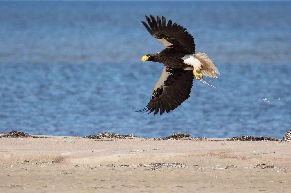 Взлет белоплечего орлана