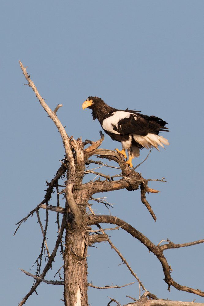 Портрет Белоплечего орлана