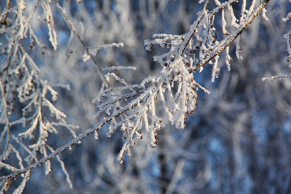 Белые краски зимы