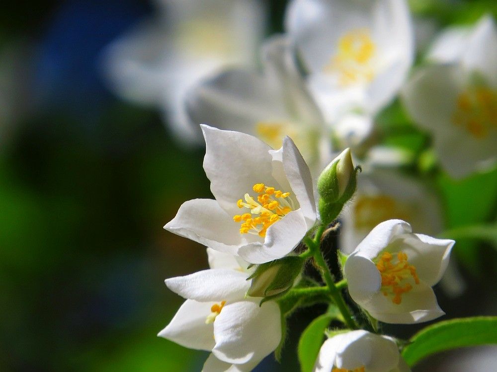 Цветет жасмин