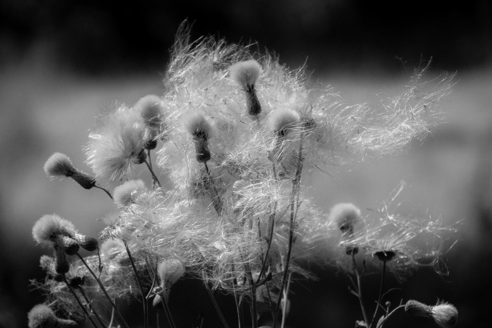 Photograph by Наталья Шапиева