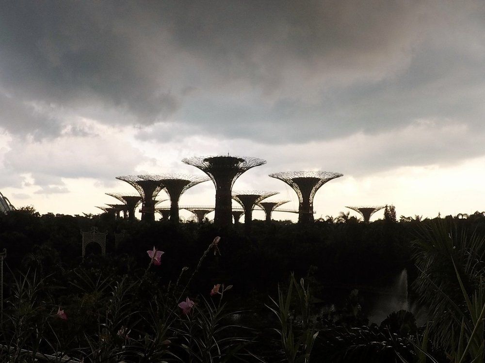 The imposing silhouettes of Supertrees