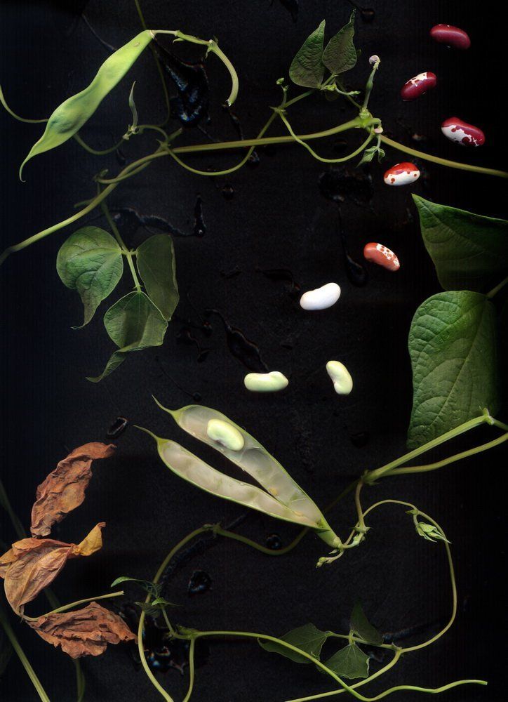 Сканография_фасоль