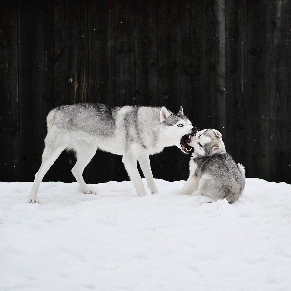 Воспитание