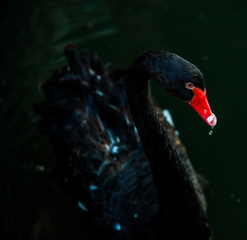 черный лебедь