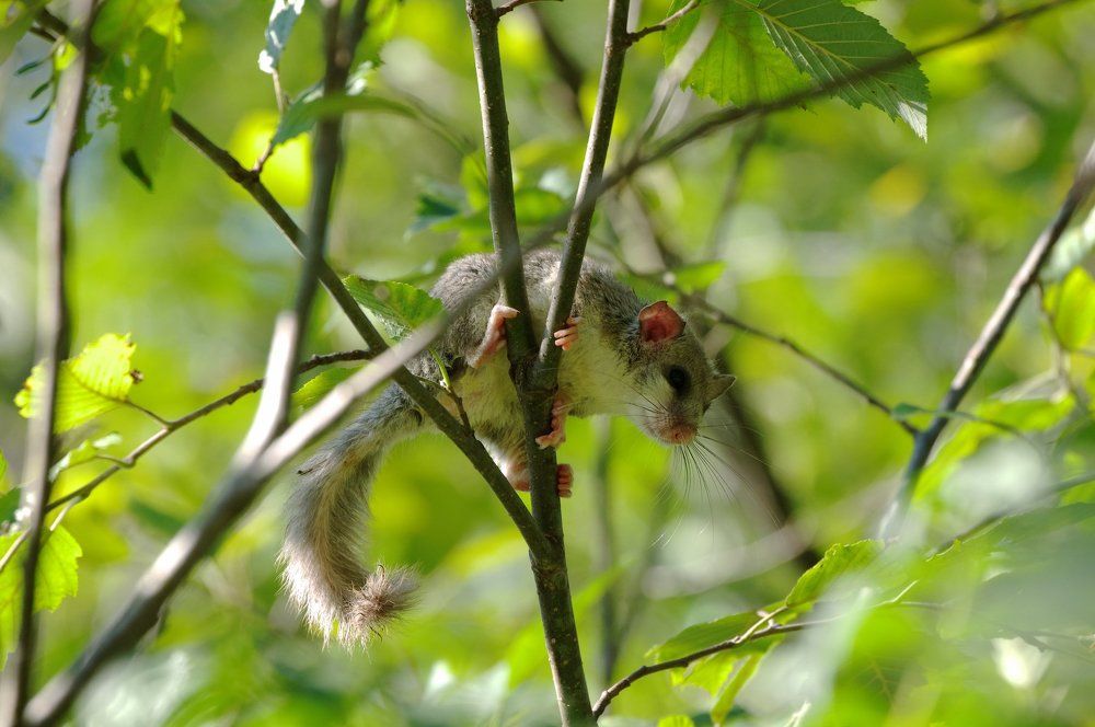 Соня-полчек
