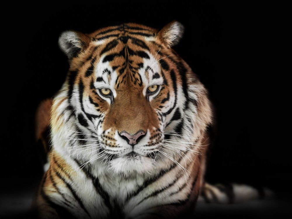 Амурский тигр