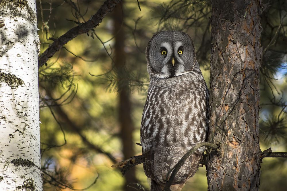 Бородатая неясыть