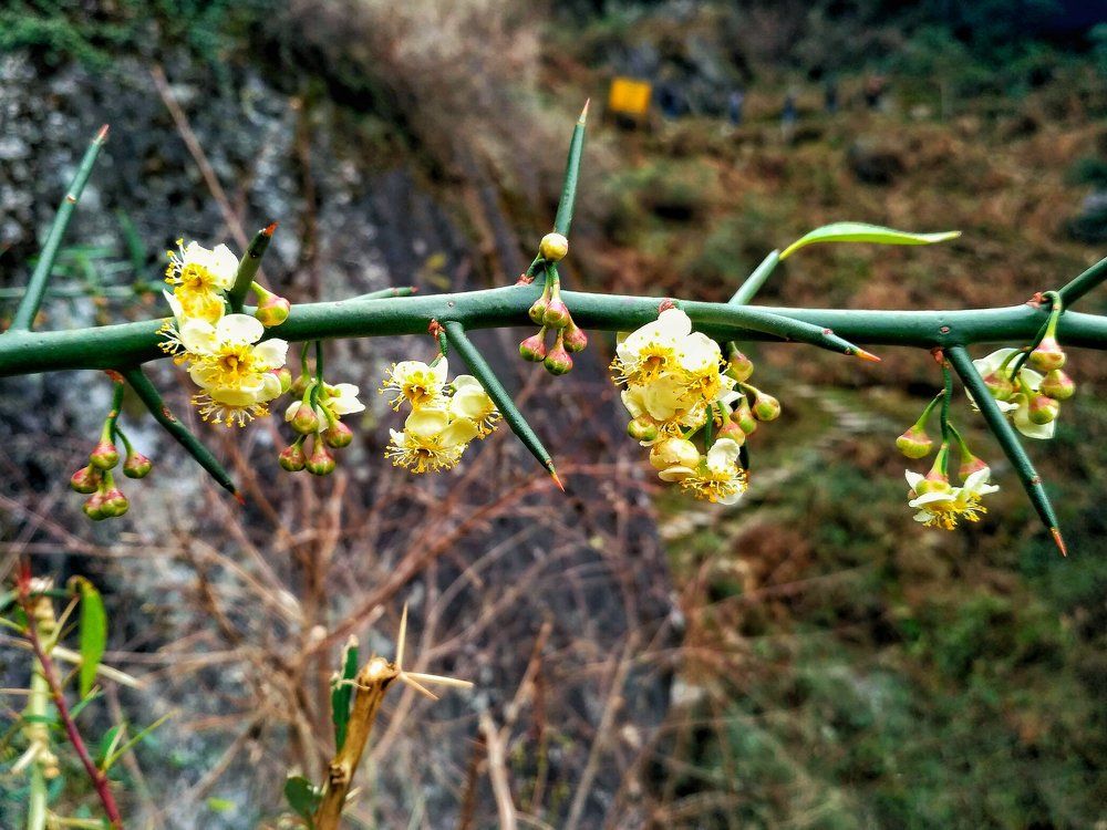 Nature