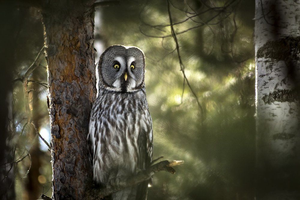 Хранитель гнезда