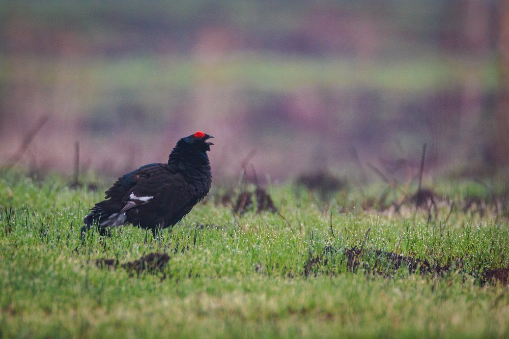 Тетеревиный ток