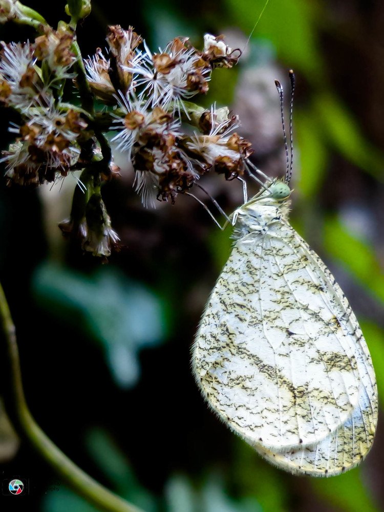 white butterfly