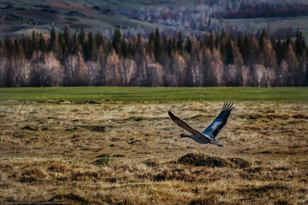 Пробуждение степи