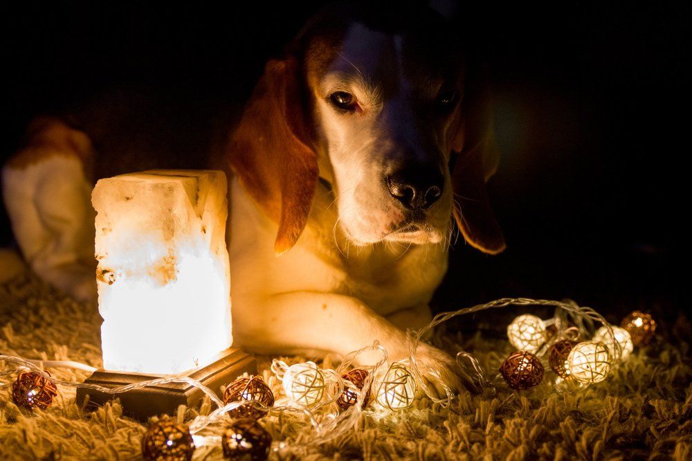 символ года