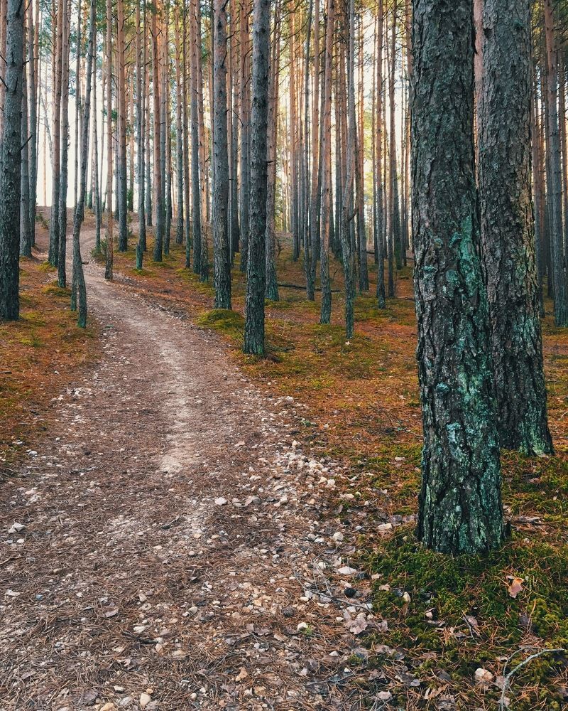 Forest in Latvia, blue hills
