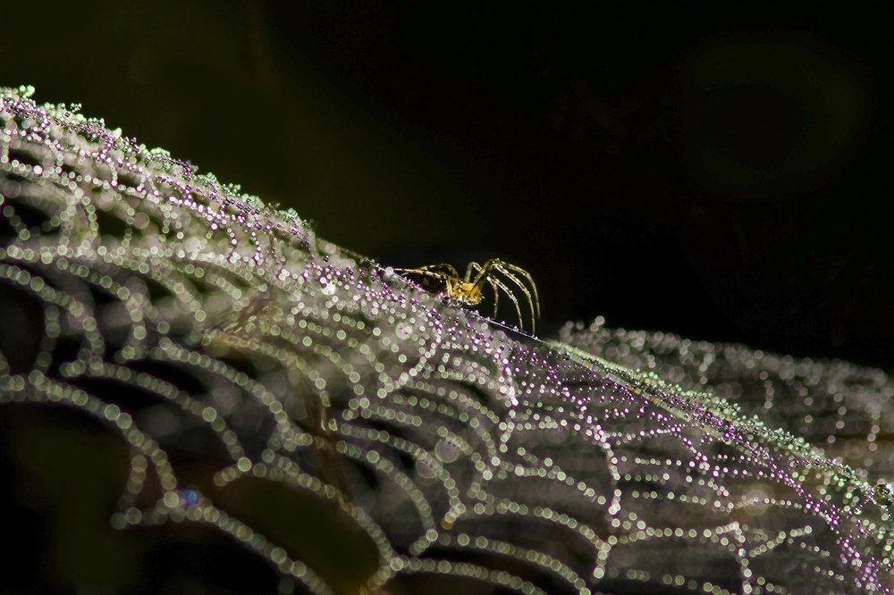 Блистающий мир