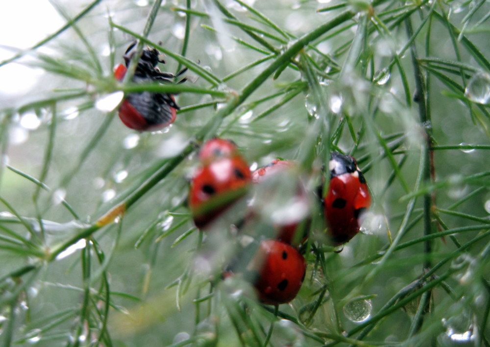 Жизнь кипящая