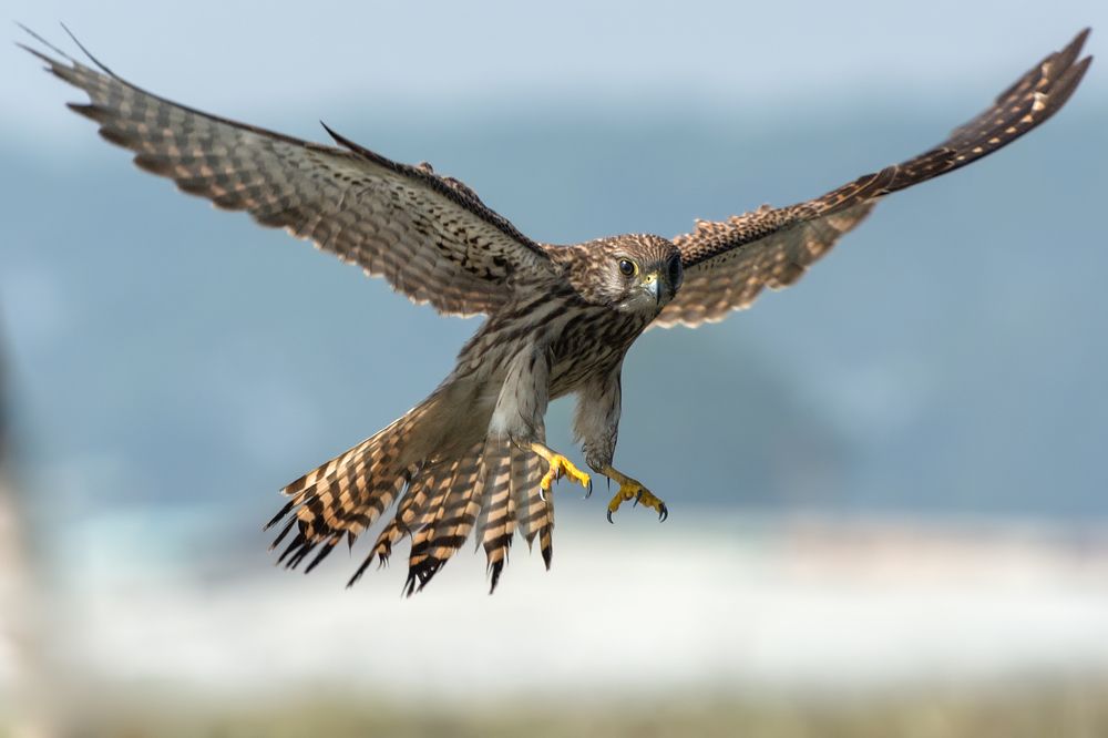 COMMON KESTREL
