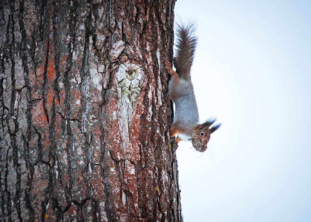 Спешу домой