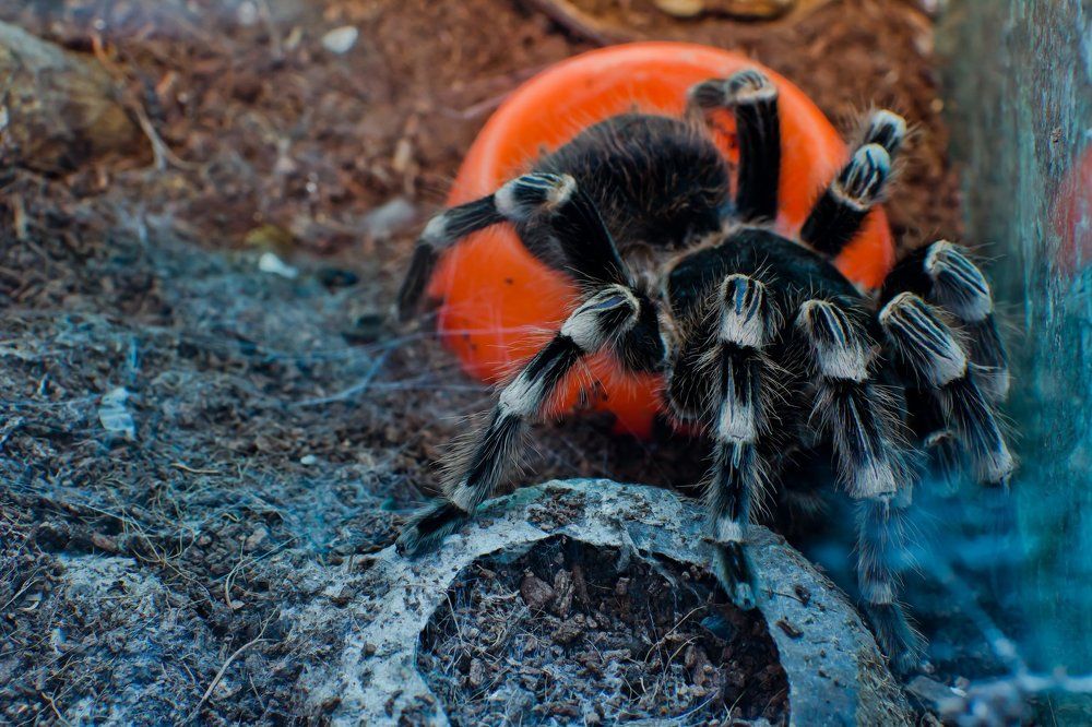 Photograph by Irina Volkova