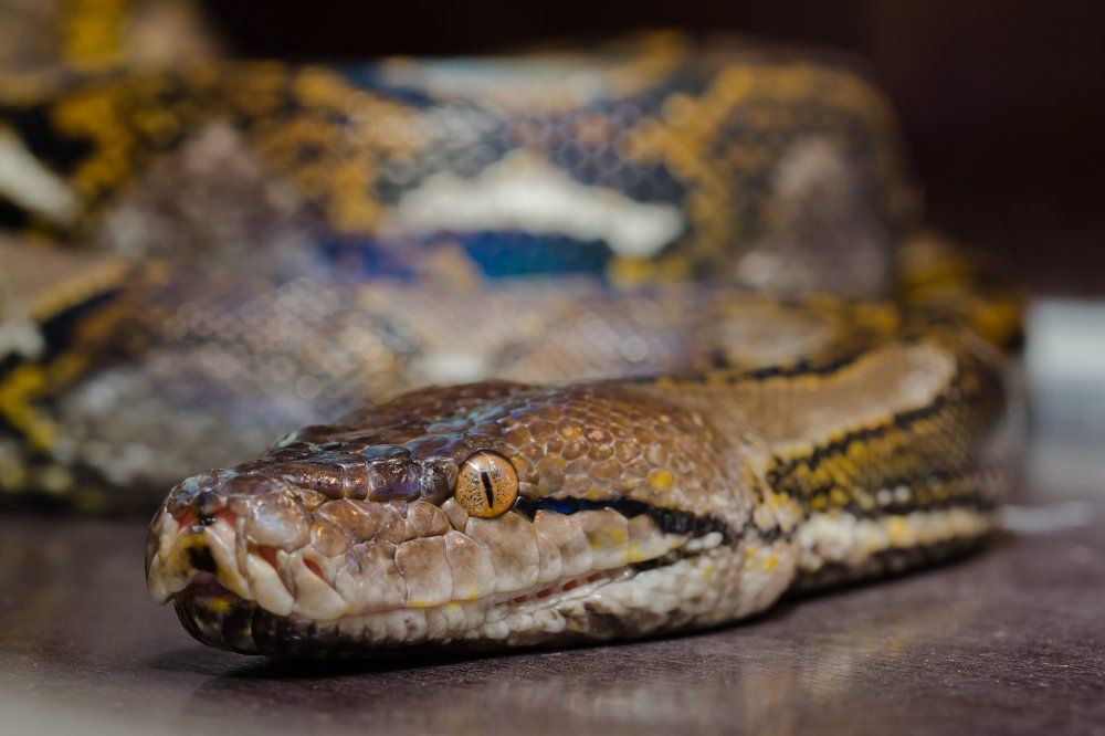 Photograph by Irina Volkova