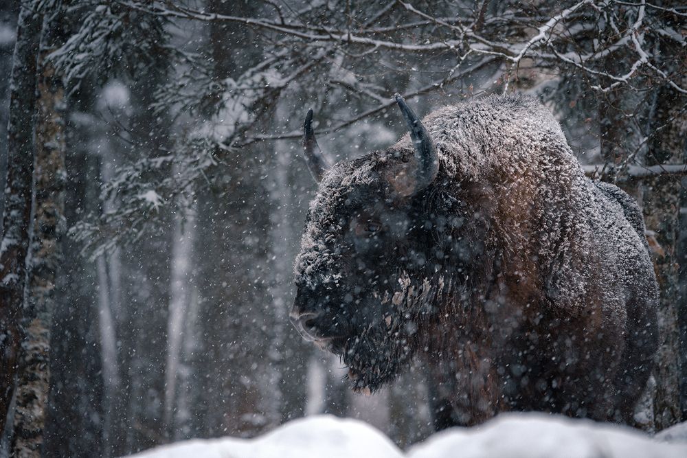 Лесной исполин