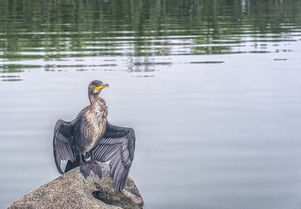 Баклан. Семейство баклановых, отряд пеликанообразных.
