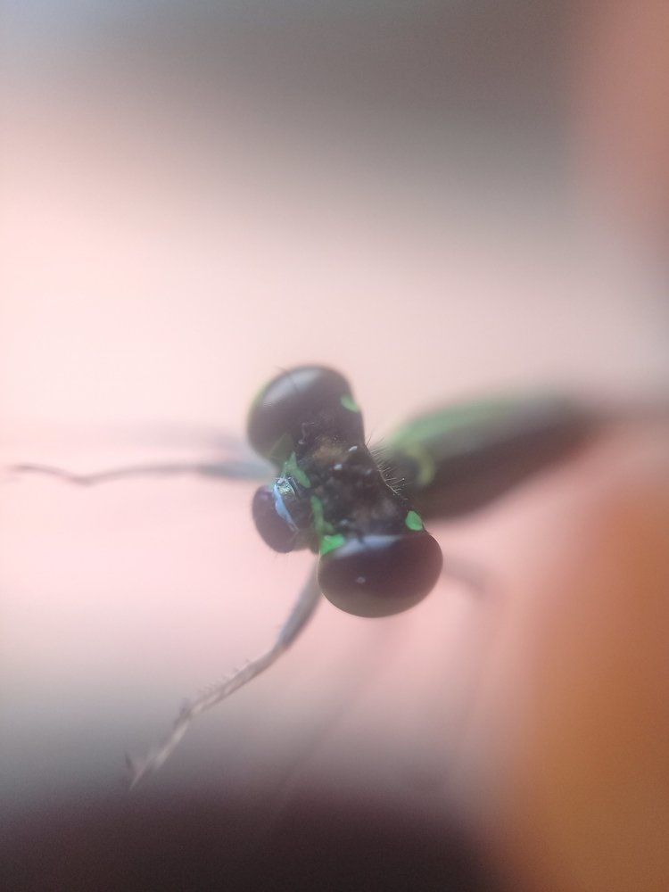 Little grasshopper