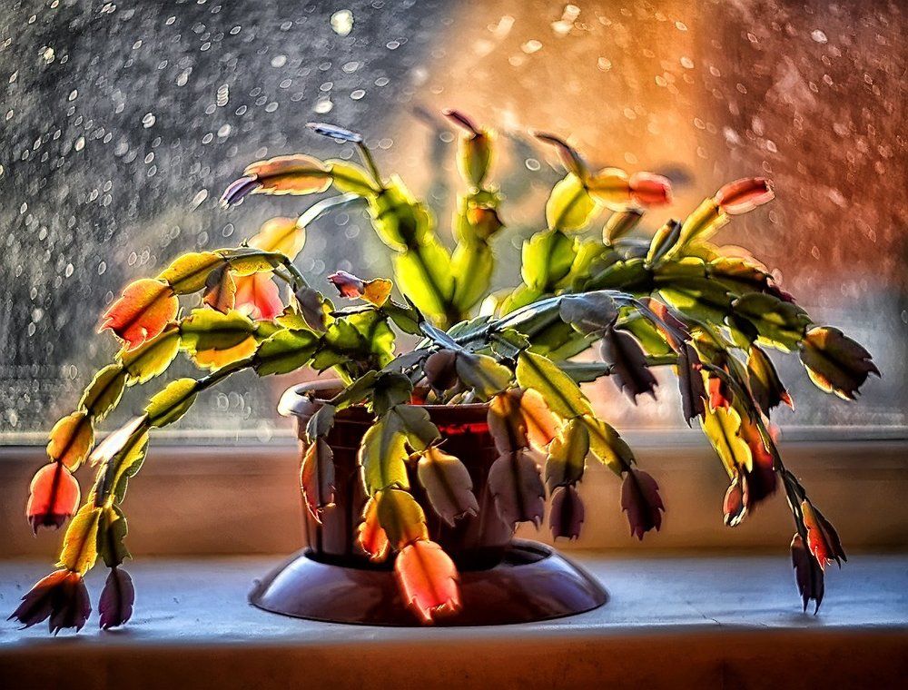 Декабрист на рассвете