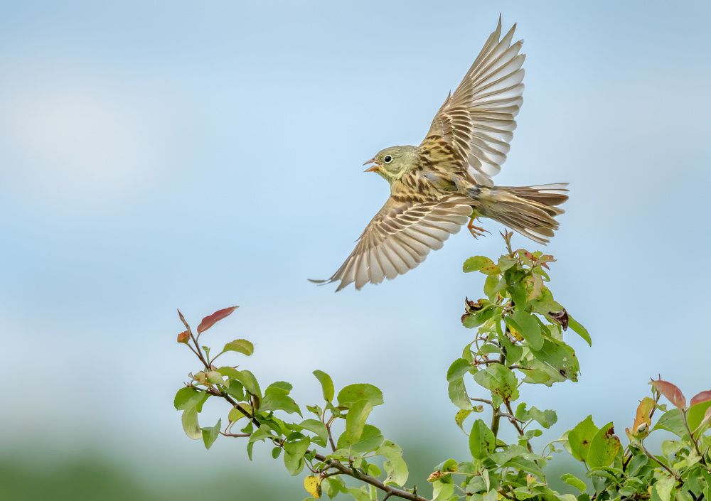 Что не всегда живёт в саду