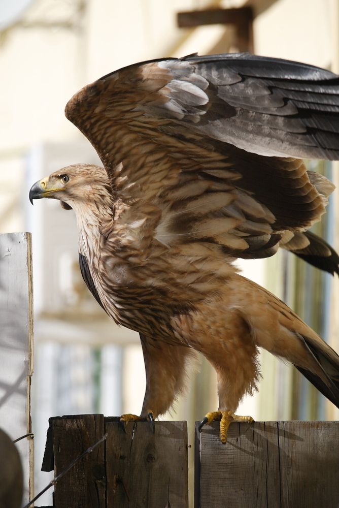 Степной Орёл