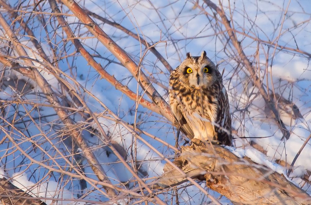 Ушастая сова