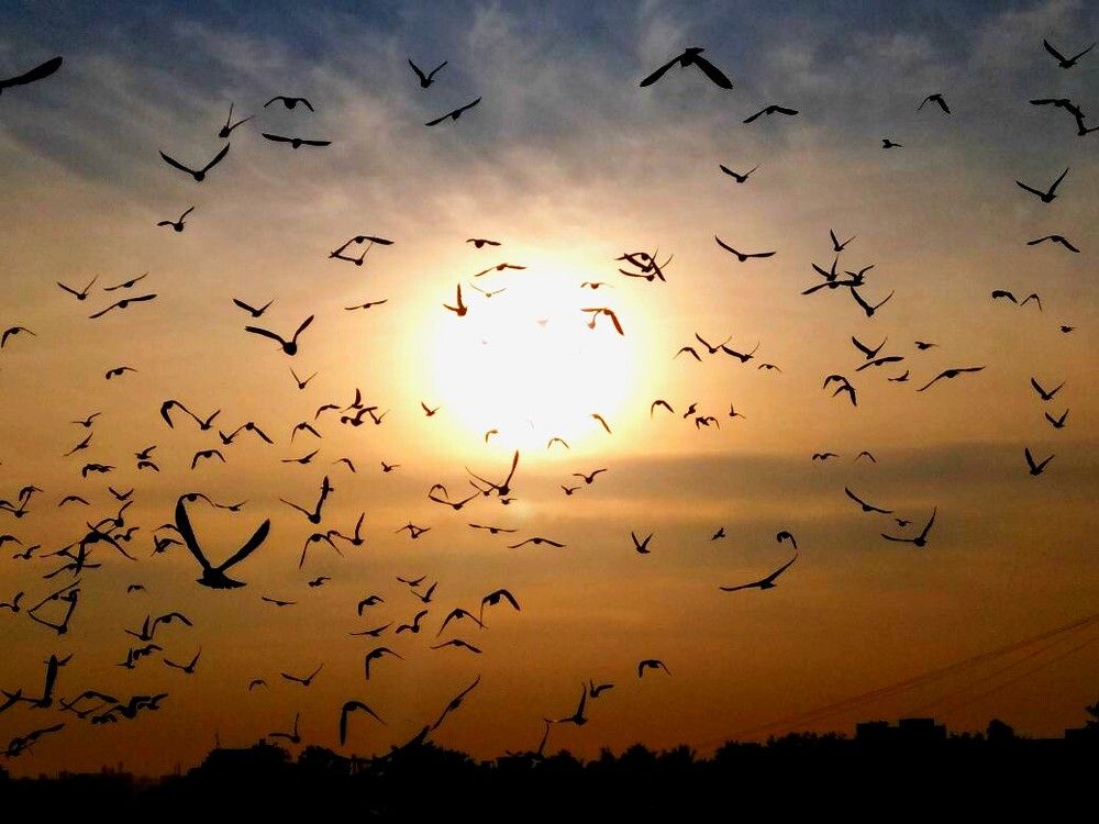The rising sun and the birds